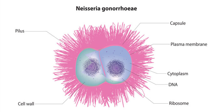 neisseria gonorrhoeae structure, gonorrhea anatomy, labeled diagram of gonorrhea