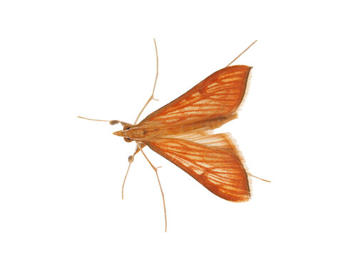 Red birch slender moth isolated on white background, Caloptilia betulicola