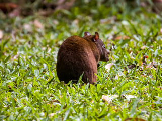 Musky Rat-Kangaroo in Queensland Australia