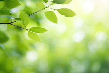 natural green background with selective focus