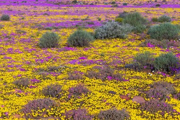 a large field of yellow and pink flowers in the middle