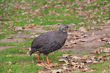 Cape spurfowl, walking on the freen grass, profile side view, daytime.
