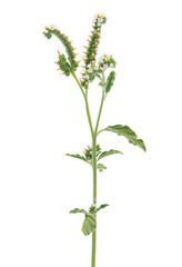 European heliotrope isolated on white background, Heliotropium europaeum