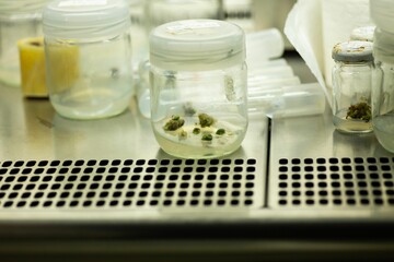 Plant Tissue Culture at the laboratory