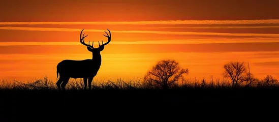 Photo sur Aluminium Cerf Texas farmland sunset silhouette of whitetail deer buck With copyspace for text