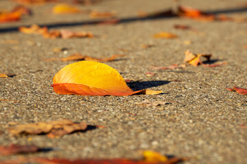 Fototapeta na wymiar bright autumn leaf on the asphalt path