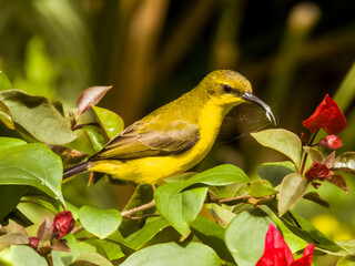 Olive-backed Sunbird in Queensland Australia
