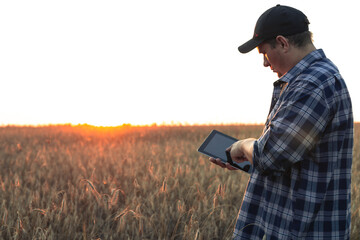 An agronomist with a tablet in his hands at sunset examines the spikelets of wheat in the field....