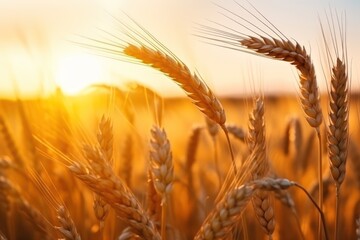 Bunch of wheat sunset