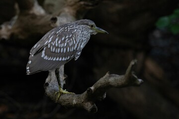 Naklejka premium Closeup of a night heron perched on a branch