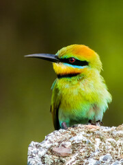 Rainbow Bee-eater in Queensland Australia