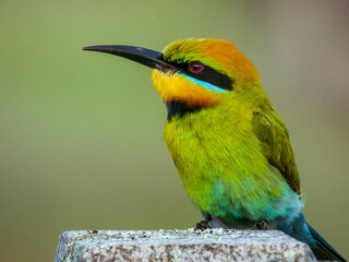 Rainbow Bee-eater in Queensland Australia