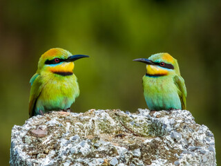 Rainbow Bee-eater in Queensland Australia
