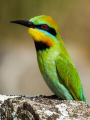 Rainbow Bee-eater in Queensland Australia