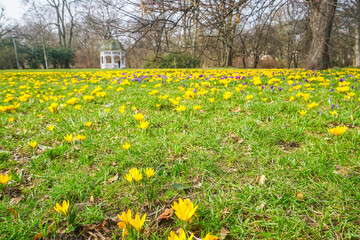 Krokusbl&uuml;te, Krokusse (Crocus) als Stillleben, Nahaufnahme und Detailansicht
