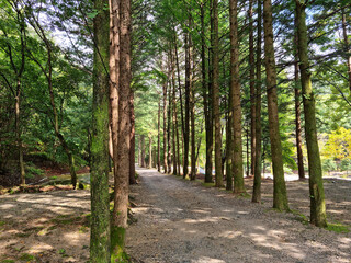 It is a road lined with trees.