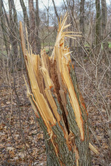 Baumstamm bzw. Baumstumpf eines umgestürzten Baumes - 661380097