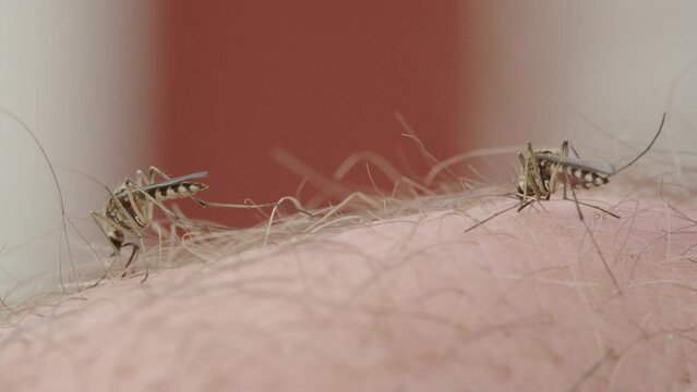 Macro view of two mosquitos gorging themselves on blood of caucasian person