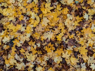 Colorful leaves on an autumn forest floor top down view