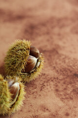 a close up of edible chestnut on a brown watercolor background