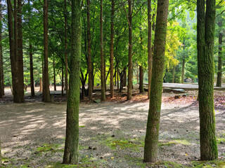 It is a forest with mossy tree trunks.