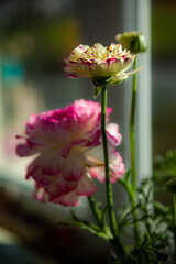 pink and yellow rose