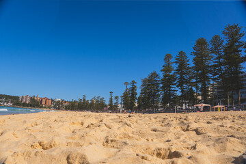 Fototapeta na wymiar Manly Beach Sydney, Australia. Pines at beach, trees