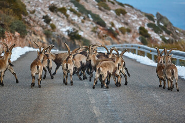 Herd of mountain horned goats crossing the road. Alpine wildlife. Spain