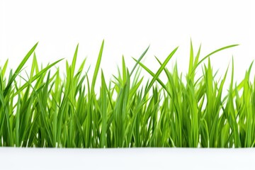 Obraz premium Close up of green blades of grass against a white background
