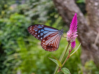 Close up photo of Butterfly on cockscomb flower