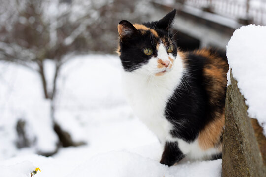 close-up of a tricolour cat looking at the horizon waiting for her prey, in the street, in winter time in a snowy landscape.
