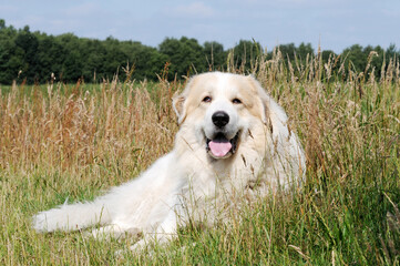 herd protection, dog great pyrenees lying in the field and guard - 661388206