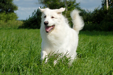 dog great pyrenees running on meadow - 661388603