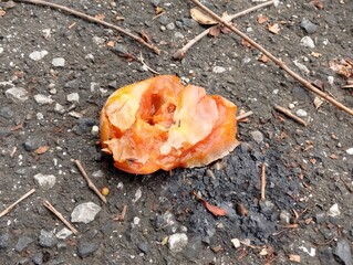 柿がアスファルトの地面に落ちて腐っている