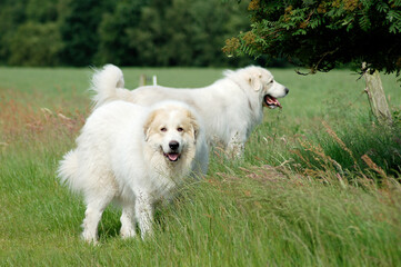 Herd protection with 2 dogs, dogs great pyrenees standind in the field and guard