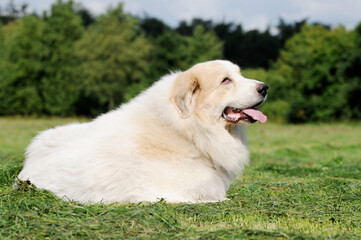 herd protection, dog great pyrenees lying in the field and guard - 661388629