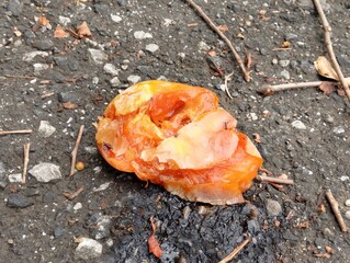 柿がアスファルトの地面に落ちて腐っている