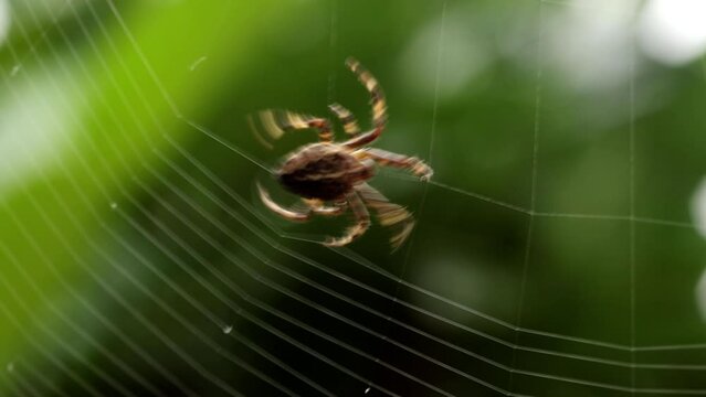 Garden spider spinning a web in England, UK.