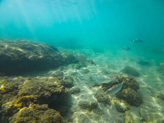 Naklejka premium Underwater photo off the coast of Greece, a flock of golden-striped giant whales in the sea.
