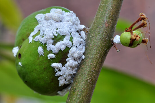 Phenacoccus manihoti is a type of mealybug. It is commonly called the cassava mealybug because it feeds on cassav