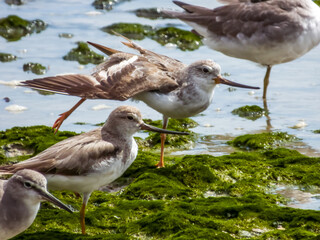 Terek Sandpiper in Queensland Australia