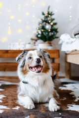 Australian Shepherd lays on a brown carpet in the bedroom with Christmas decoration