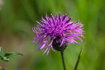 wild flowers in the forest in Latvia