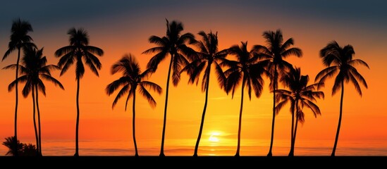 Fototapeta na wymiar Palm tree shadows at dusk With copyspace for text