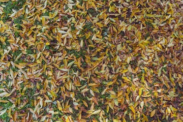 Closeup of green grass covered with autumn leaves