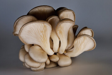 A bunch of oyster mushrooms on a gray background. Ripe oyster mushrooms.