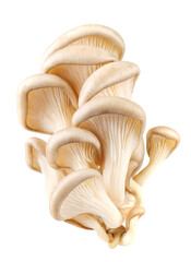 Fototapeta na wymiar Bunch of oyster mushrooms isolated on a white background. Ripe oyster mushrooms.