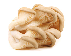 Bunch of oyster mushrooms isolated on a white background. Ripe oyster mushrooms. - obrazy, fototapety, plakaty