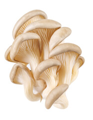 Bunch of oyster mushrooms isolated on a white background. Ripe oyster mushrooms.