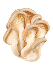 Bunch of oyster mushrooms isolated on a white background. Ripe oyster mushrooms.